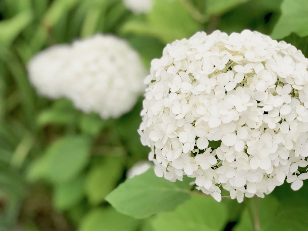 アナベル　白い花