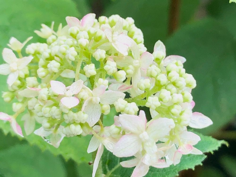 アナベル　白い花