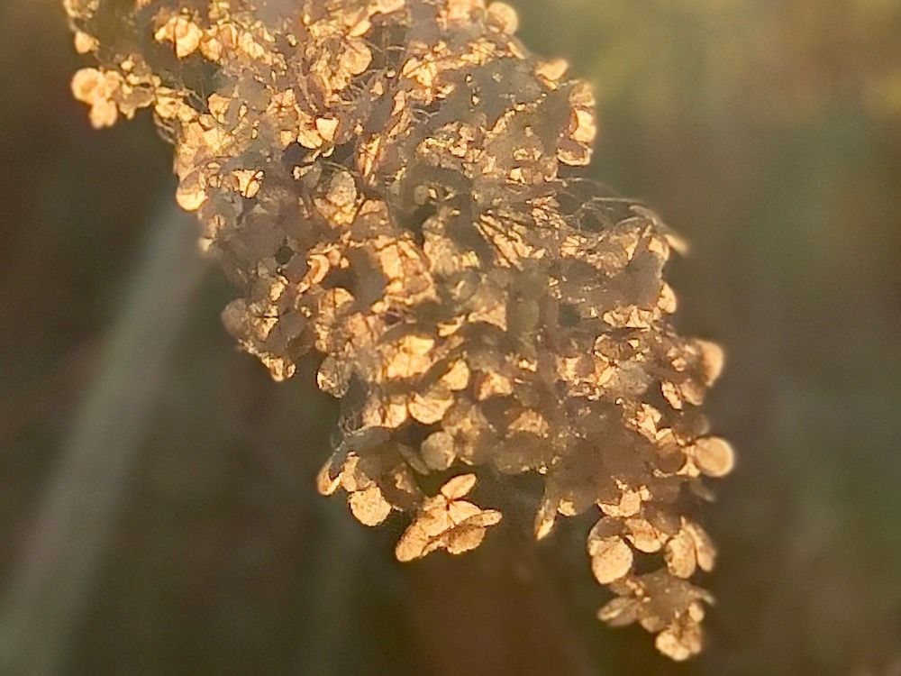 アナベル　枯れかけ