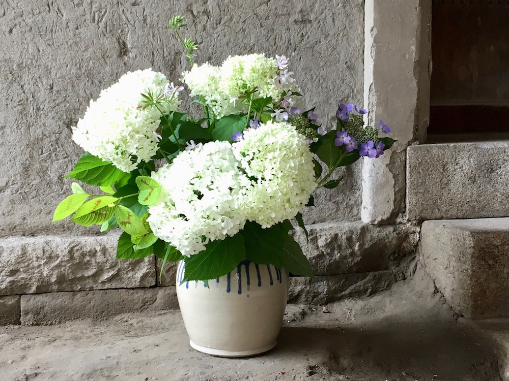 アナベル　白い花　鉢植え