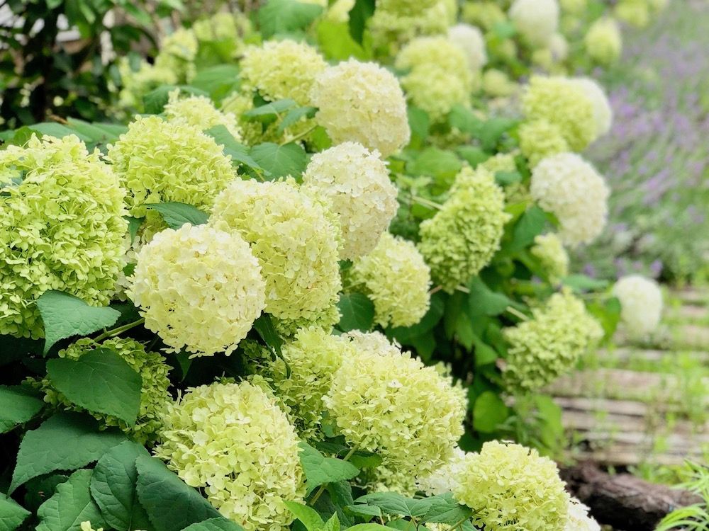 アナベル　白い花