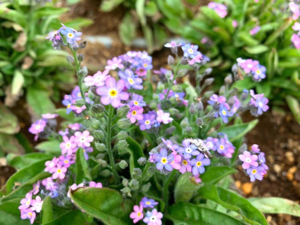 勿忘草　ワスレナグサ