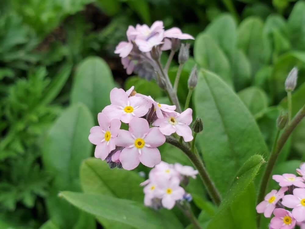 勿忘草　ワスレナグサ