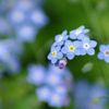 勿忘草(ワスレナグサ)の花言葉｜怖い意味があるって本当？別名は？の画像