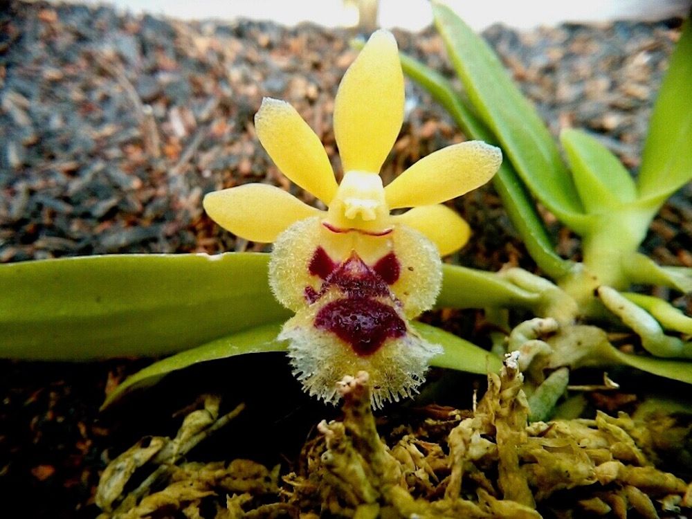 ニオイラン　ラン