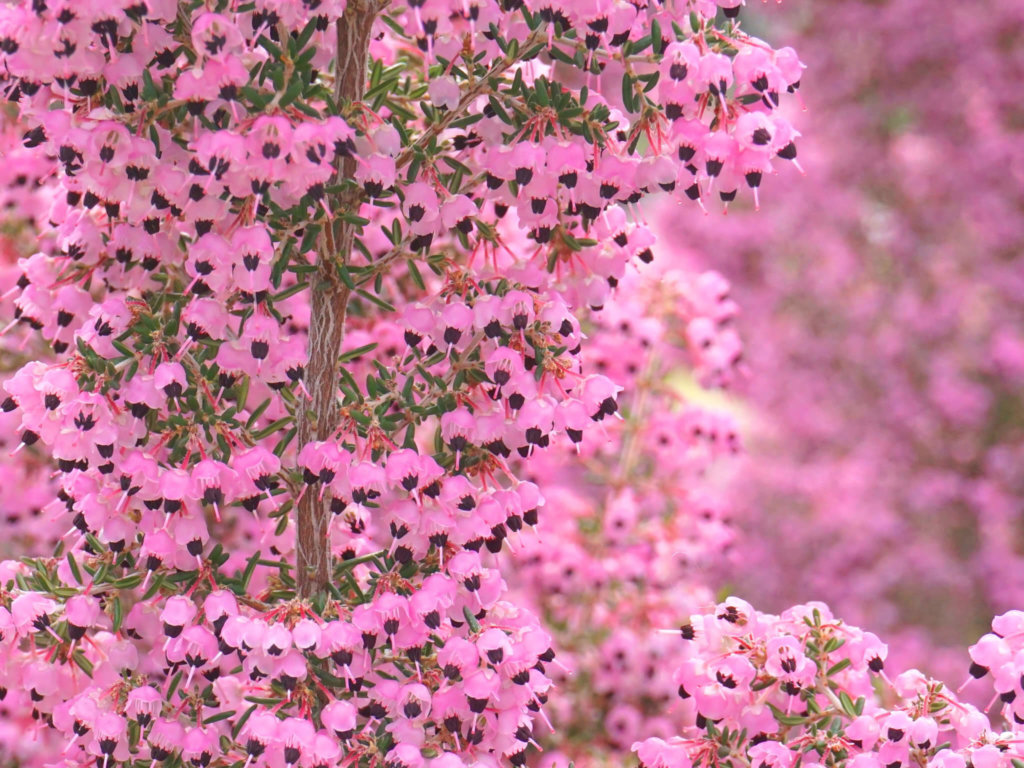 エリカの花言葉 種類別の意味や花の特徴 見頃の季節は Greensnap グリーンスナップ