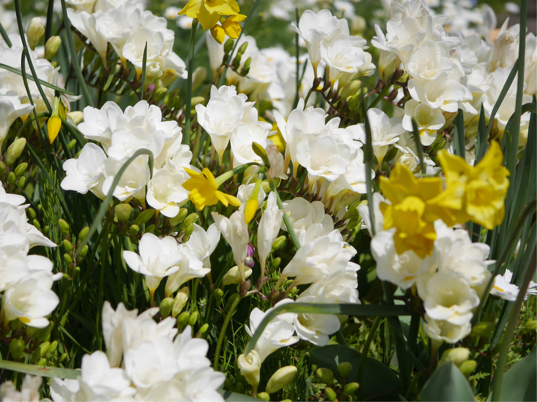 フリージアの花言葉 色別の意味や種類 花色によって香りが違う Greensnap グリーンスナップ