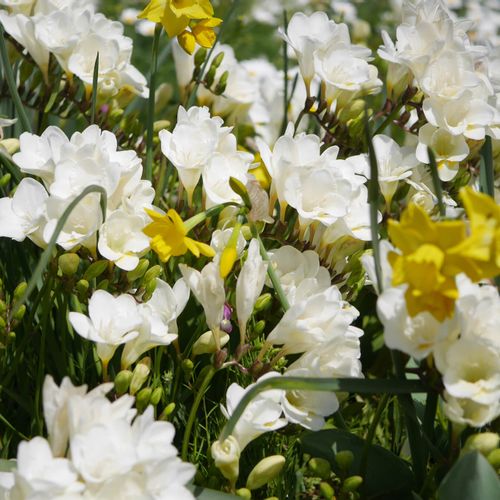フリージアの花言葉 白 紫など色別の意味や花の種類は 花の咲く季節は Greensnap グリーンスナップ