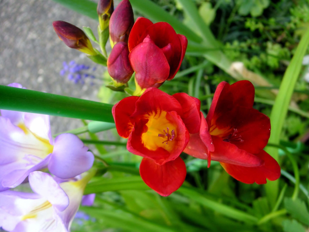 フリージアの花言葉 色別の意味や花の種類 花色で匂いが変わる Greensnap グリーンスナップ
