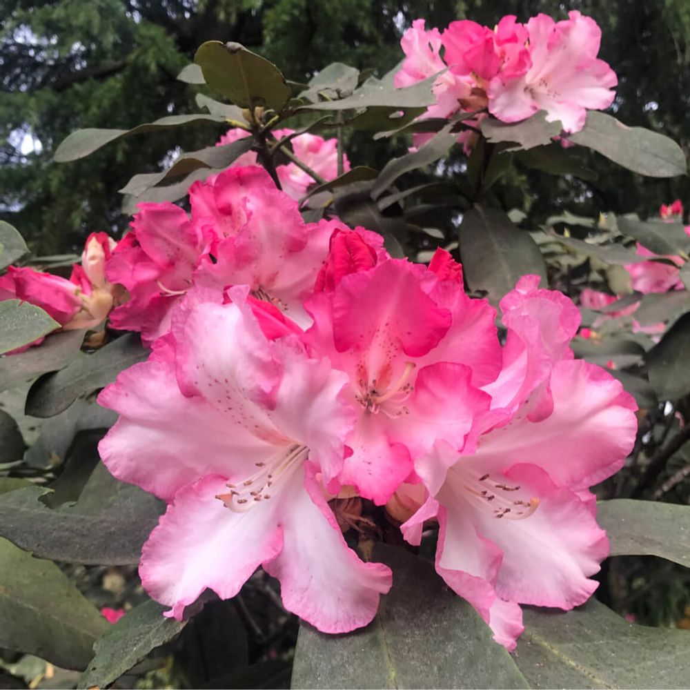 シャクナゲ　石楠花