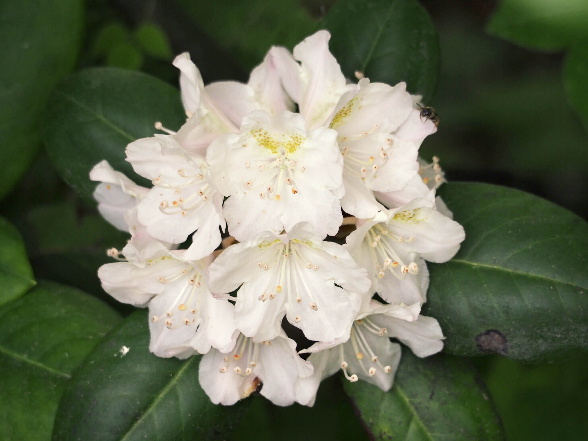 シャクナゲ 石楠花 の花言葉 季節や種類 花の特徴は Greensnap グリーンスナップ