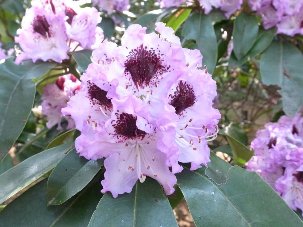 シャクナゲ　石楠花