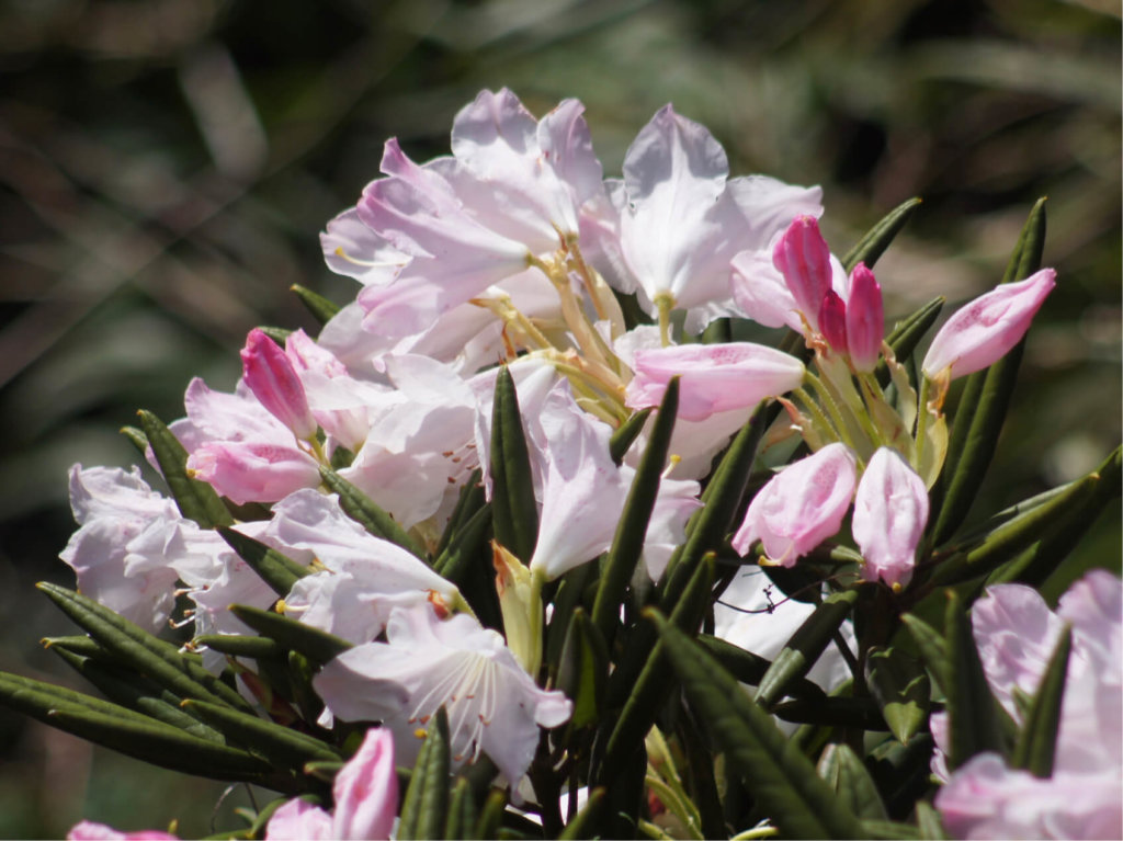 シャクナゲ 石楠花 の花言葉 種類や特徴 見頃はいつ Greensnap グリーンスナップ