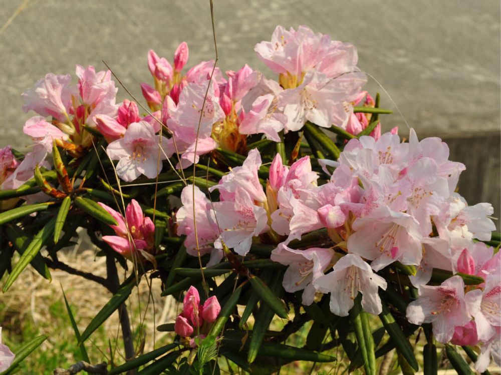 シャクナゲ　石楠花