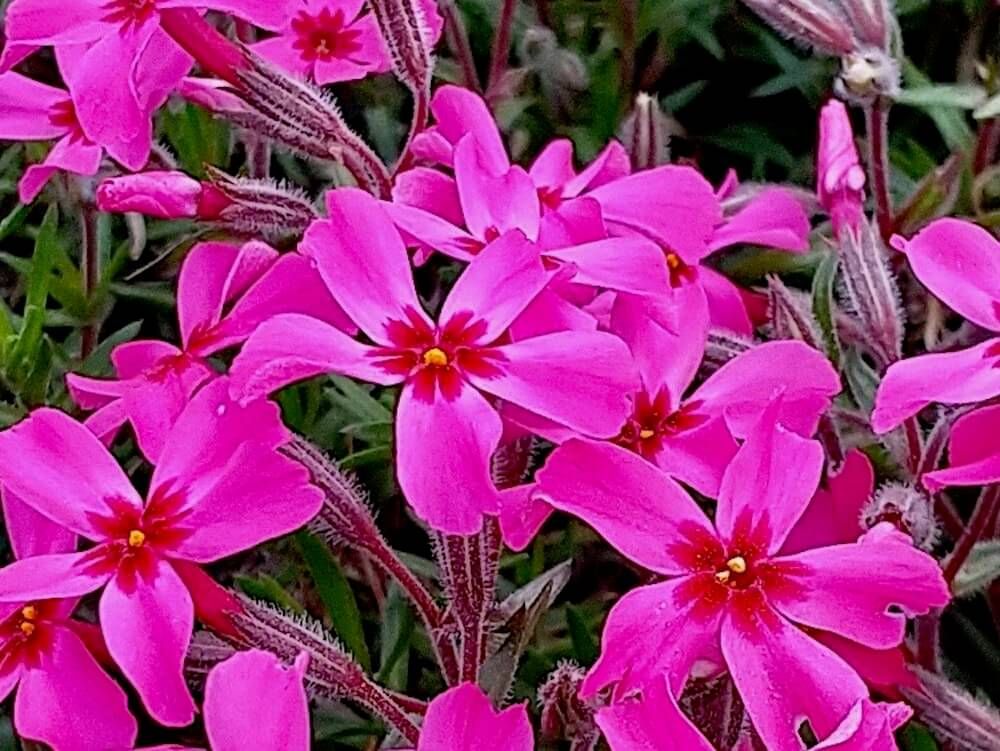 芝桜　シバザクラ　育て方