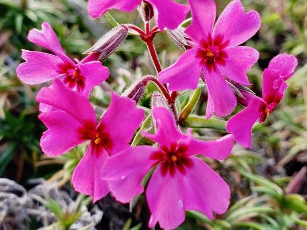 芝桜　シバザクラ　育て方