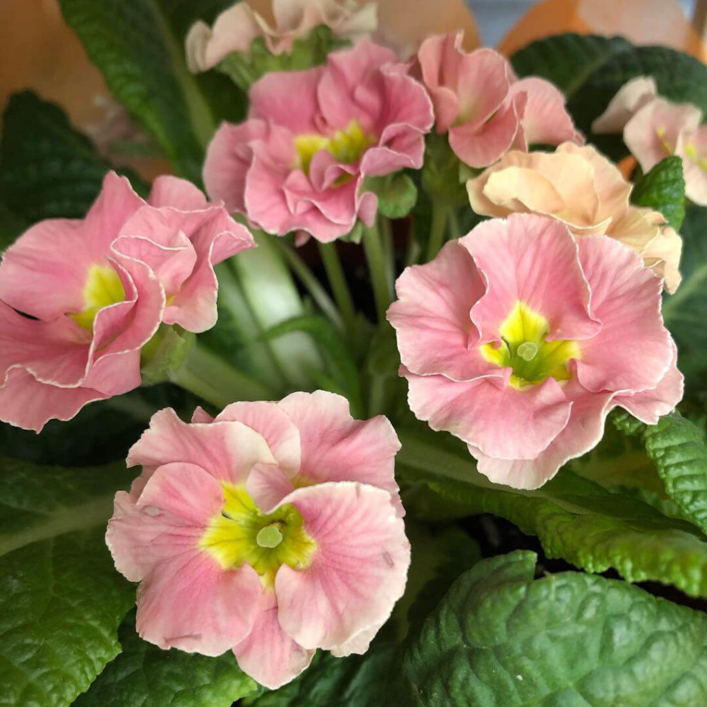 プリムラの花言葉 種類別の意味は 品種はどれくらいある Greensnap グリーンスナップ