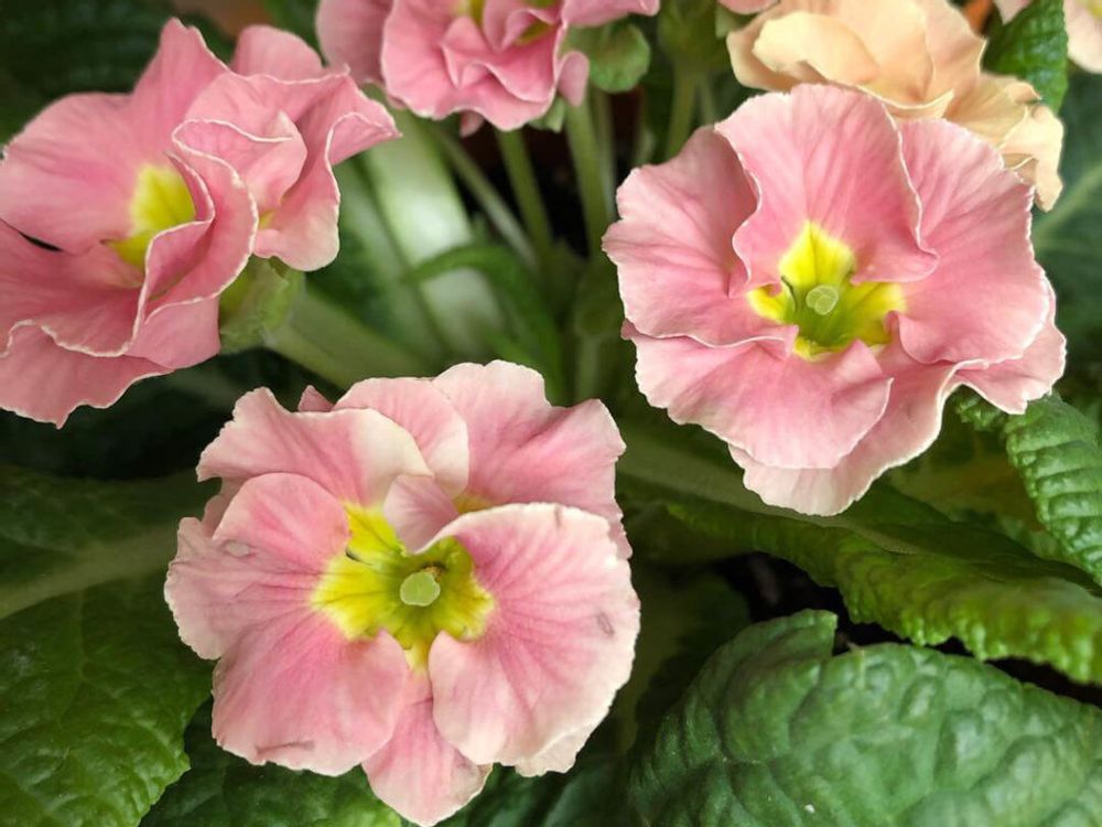 プリムラポリアンサ