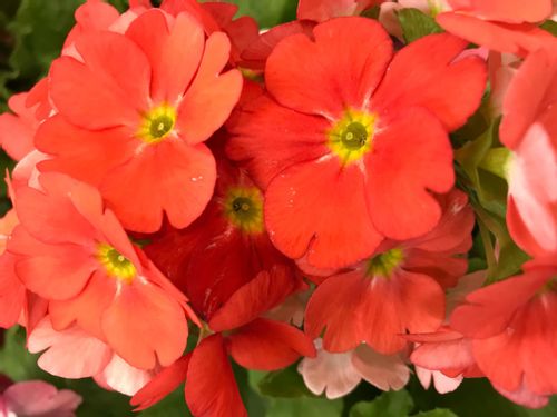 プリムラの花言葉 種類ごとの特徴は 人気品種6選 バラ咲き品種もある Greensnap グリーンスナップ