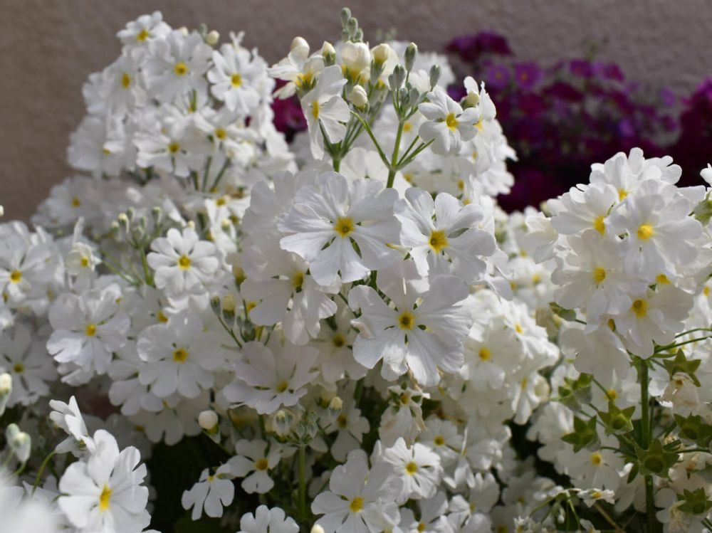 プリムラマラコイデス