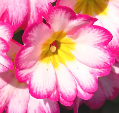 プリムラの花言葉 種類別の意味は 品種はどれくらいある Greensnap グリーンスナップ