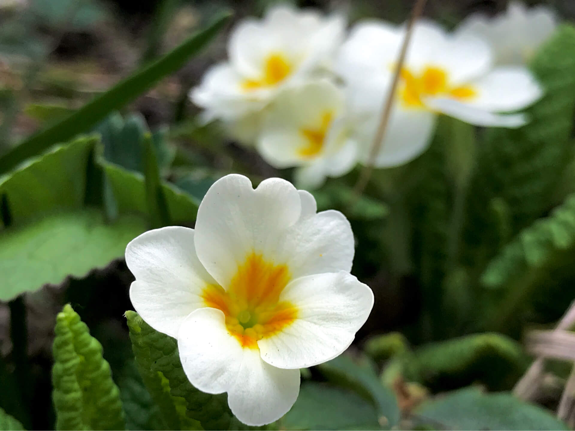 プリムラの花言葉 種類別の花言葉 品種はどれくらい Greensnap グリーンスナップ