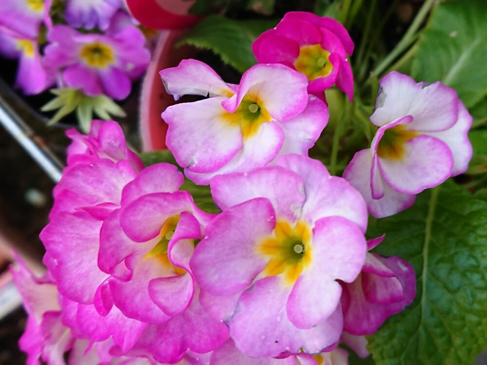 プリムラの花言葉 種類別の花言葉 品種はどれくらい Greensnap グリーンスナップ