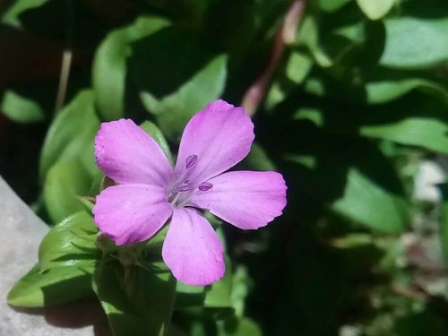 ナデシコ 撫子 の花言葉 色別の意味や花の種類 見頃の季節は Greensnap グリーンスナップ