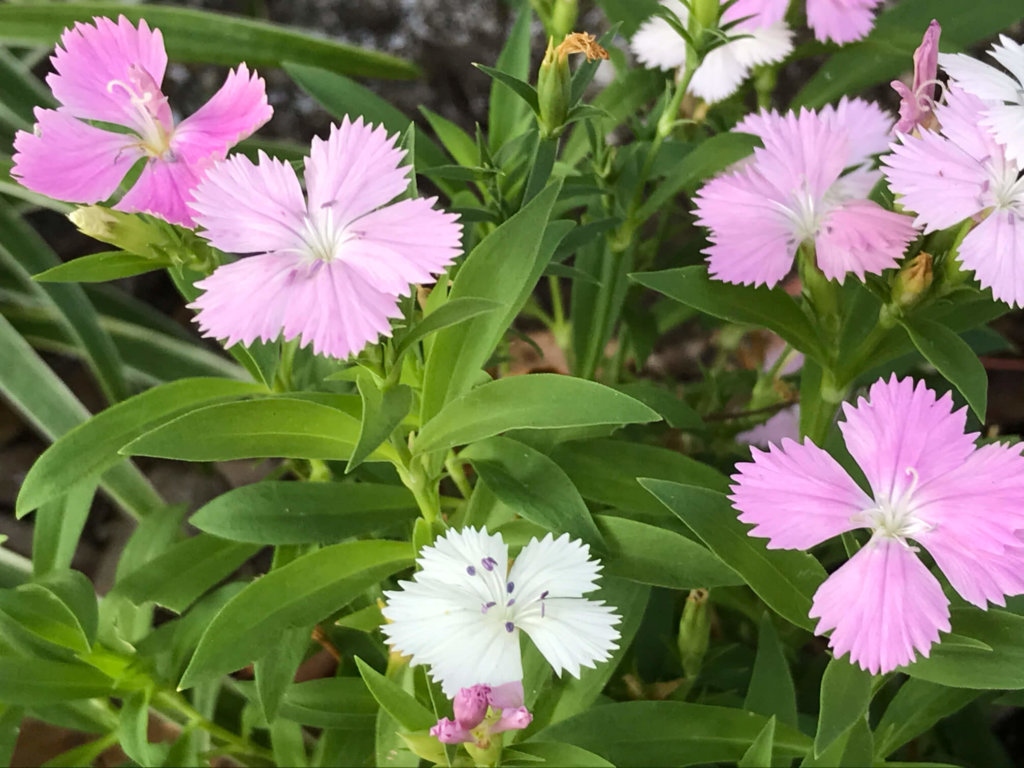 ナデシコ 撫子 の花言葉 色別の意味や花の種類 見頃の季節は Greensnap グリーンスナップ