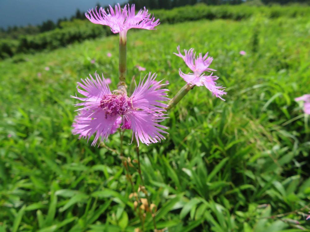 カワラナデシコ　紫色の花