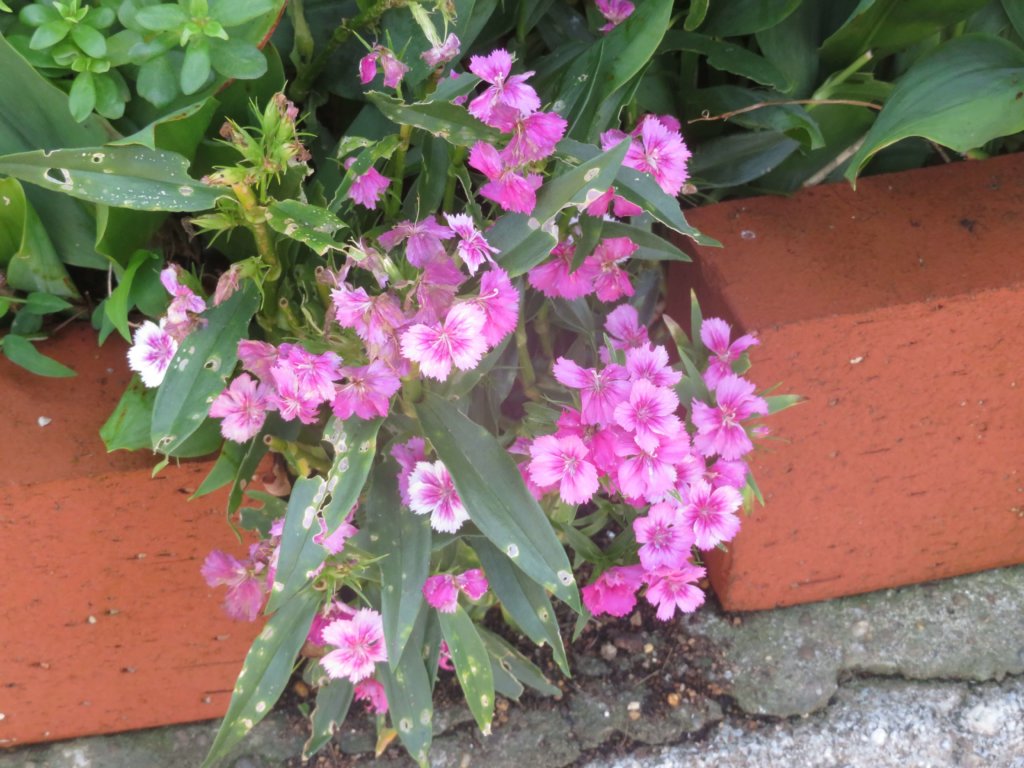 ナデシコ 撫子 の花言葉 色別の意味や花の種類 見頃の季節は Greensnap グリーンスナップ