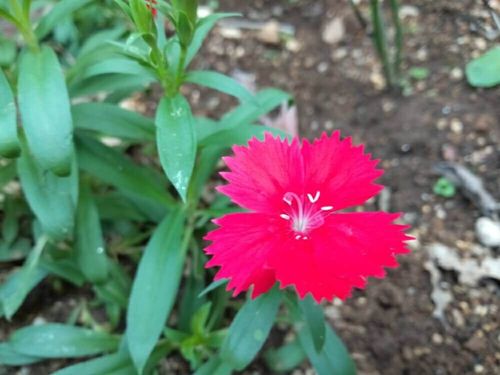 ナデシコ 撫子 の花言葉 色別の意味や花の種類 見頃の季節は Greensnap グリーンスナップ