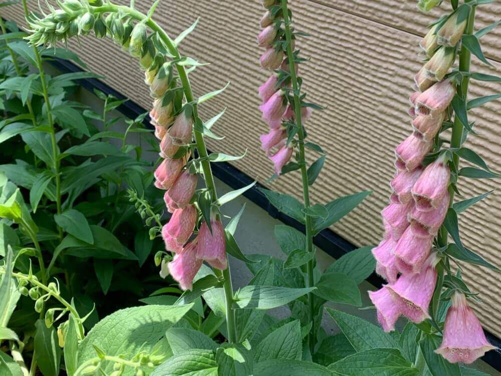 メルトネンシス