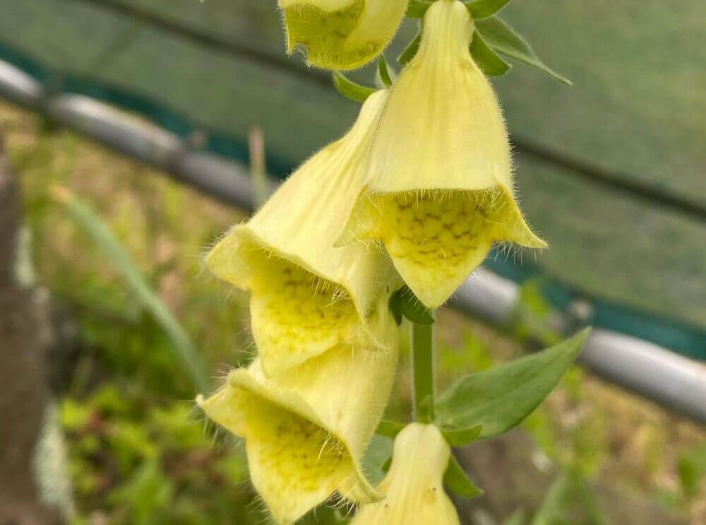 グランディフローラ