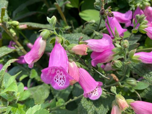 3月の誕生花 日別の花一覧と花言葉は 3月生まれの人に贈ろう Greensnap グリーンスナップ