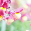 キンギョソウ(金魚草)の花言葉｜贈るときは意味に注意？種類や似ている花は？の画像