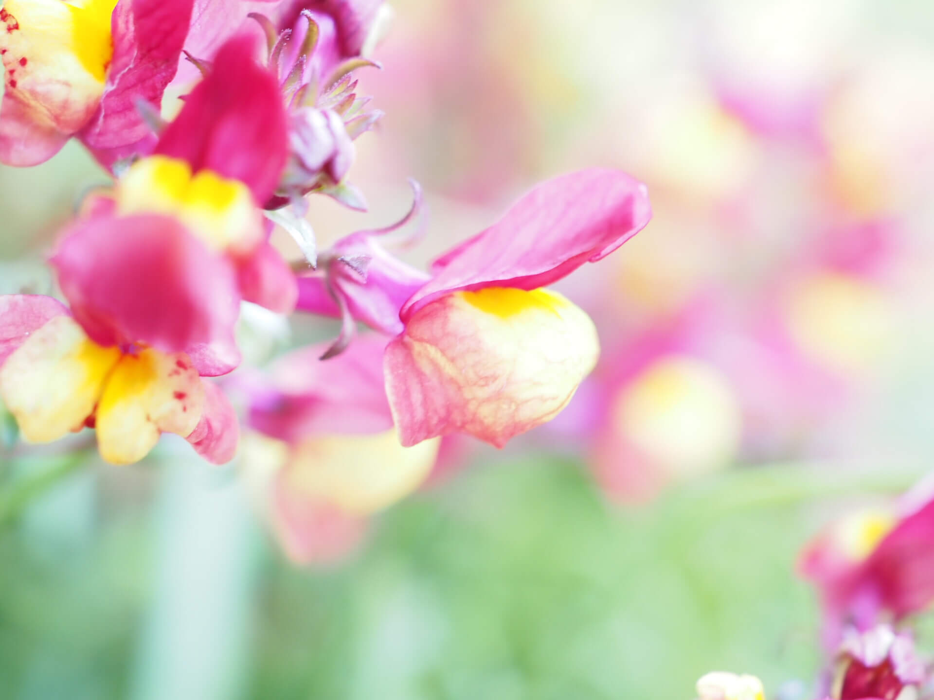 キンギョソウ 金魚草 の花言葉 贈るときは意味に注意 種類や似ている花は Greensnap グリーンスナップ