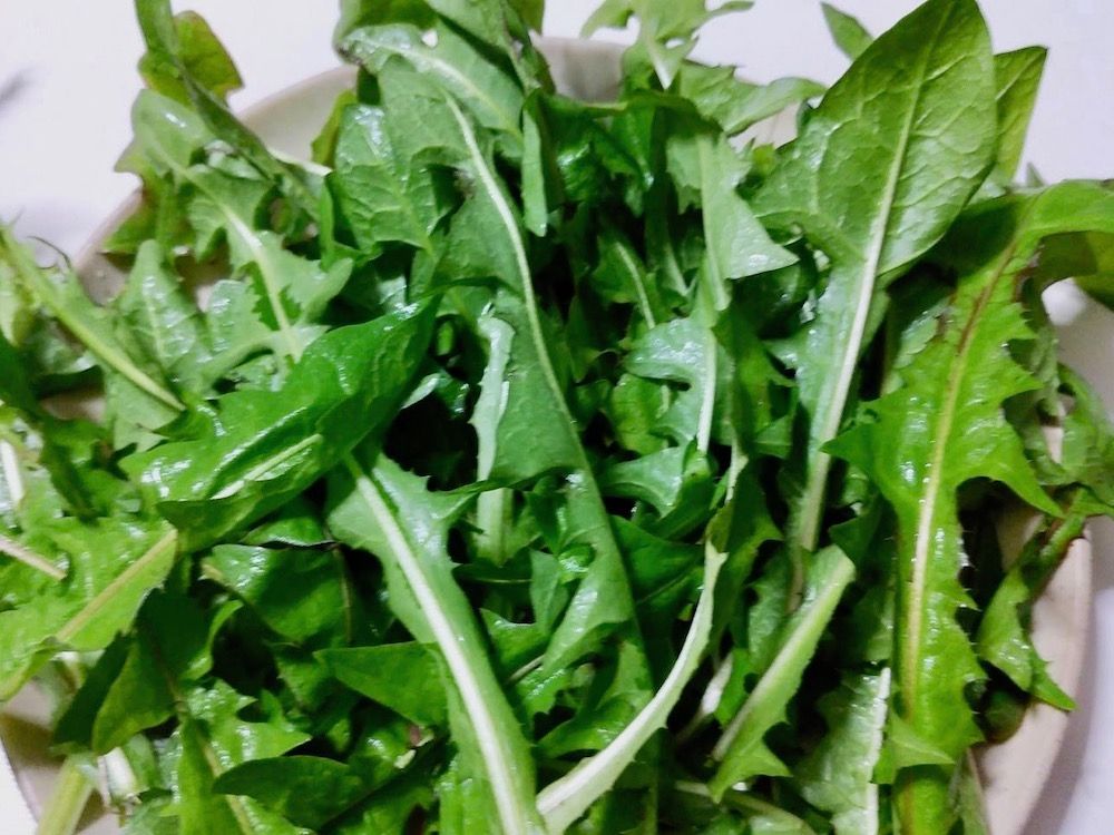 タンポポ　葉　収穫