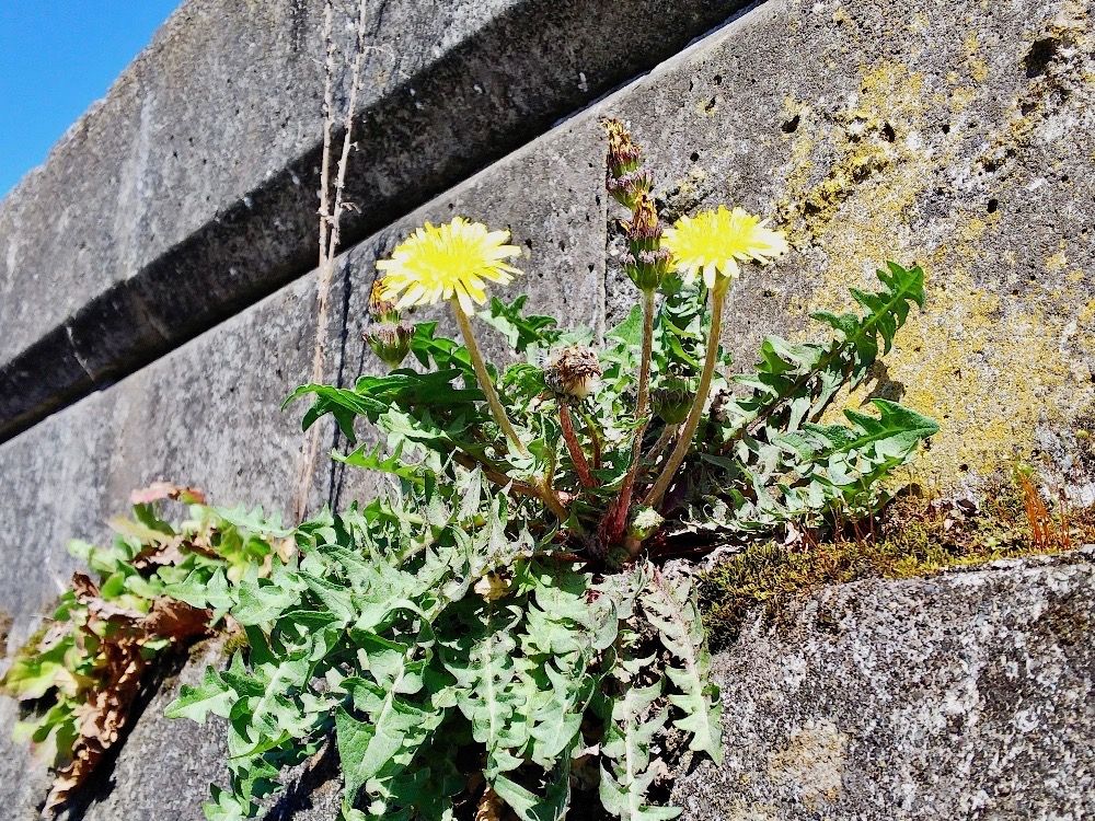 タンポポ　隙間