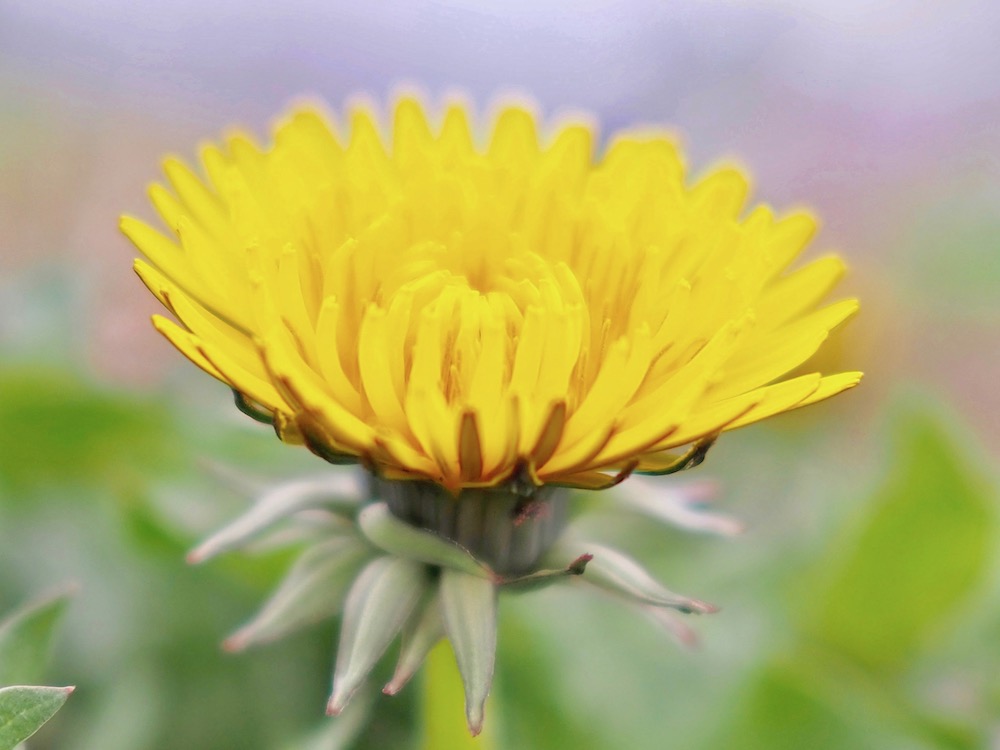 花 言葉 たんぽぽ