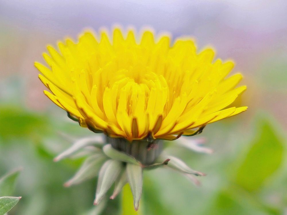 たんぽぽ　タンポポ