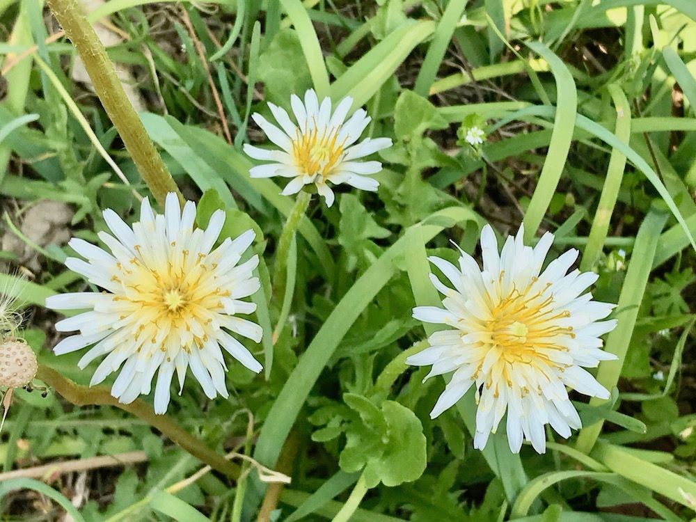 タンポポ　白い花