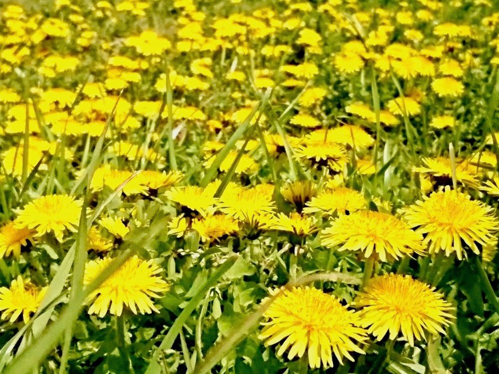 たんぽぽ　タンポポ