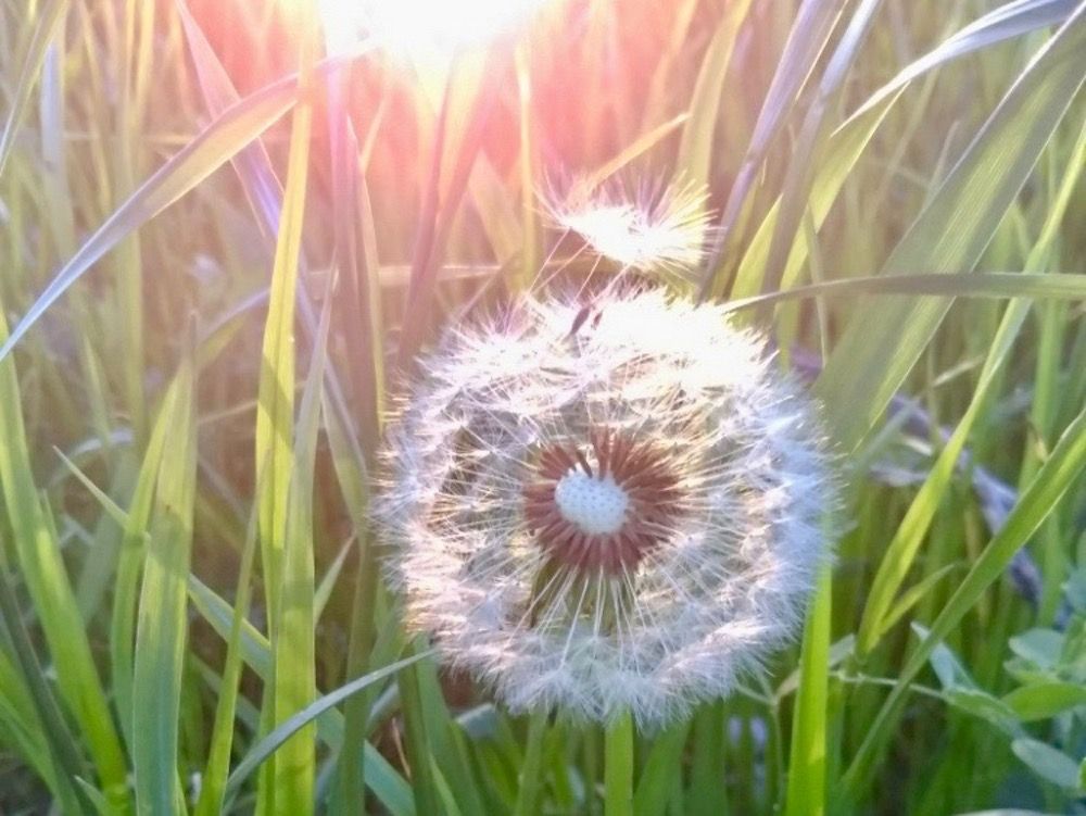 タンポポ　日差し