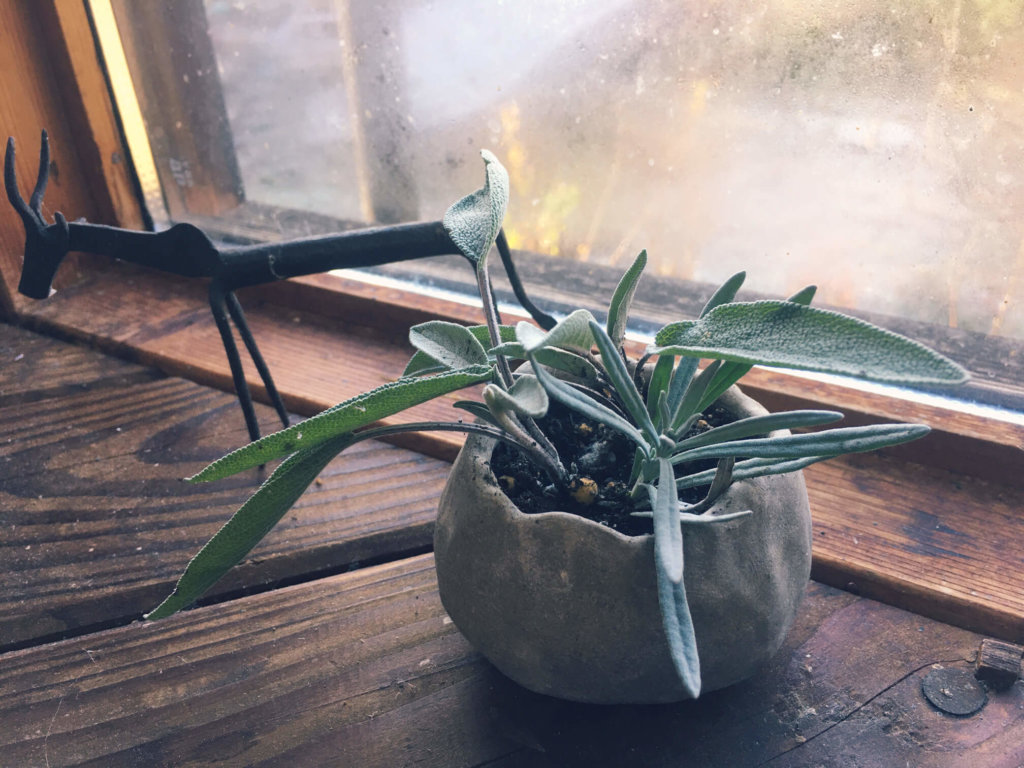 セージの花言葉 種類や効能 浄化のハーブとして使われているの Greensnap グリーンスナップ