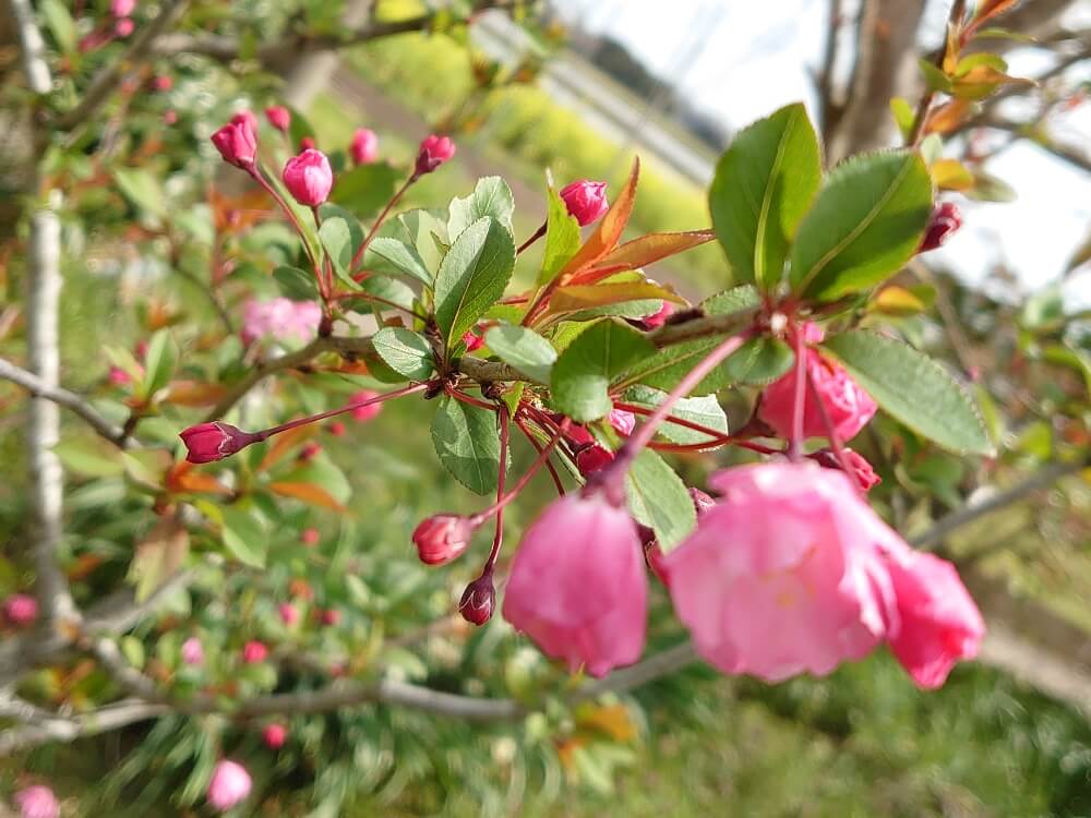 ハナカイドウ 花海棠 の花言葉 種類や特徴 桜との違いは Greensnap グリーンスナップ