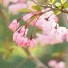 ハナカイドウ(花海棠)の花言葉｜種類や特徴、桜との違いは？の画像