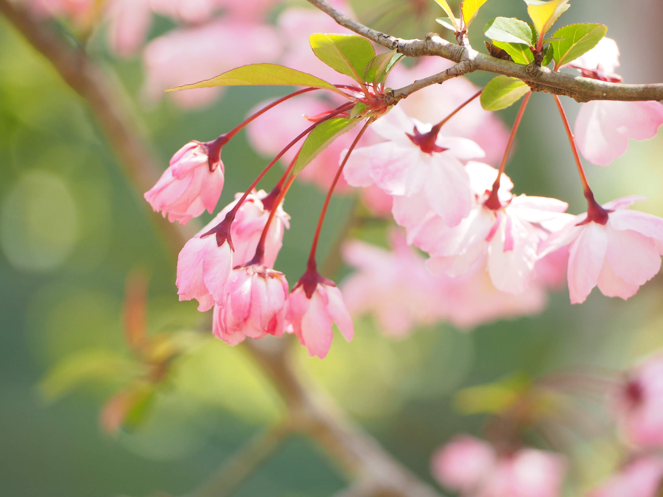 ハナカイドウ 花海棠 の花言葉 種類や特徴 桜との違いは Greensnap グリーンスナップ