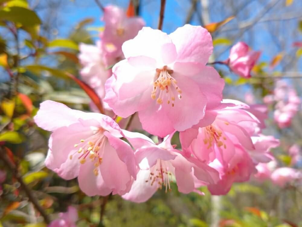 ハナカイドウ　花海棠