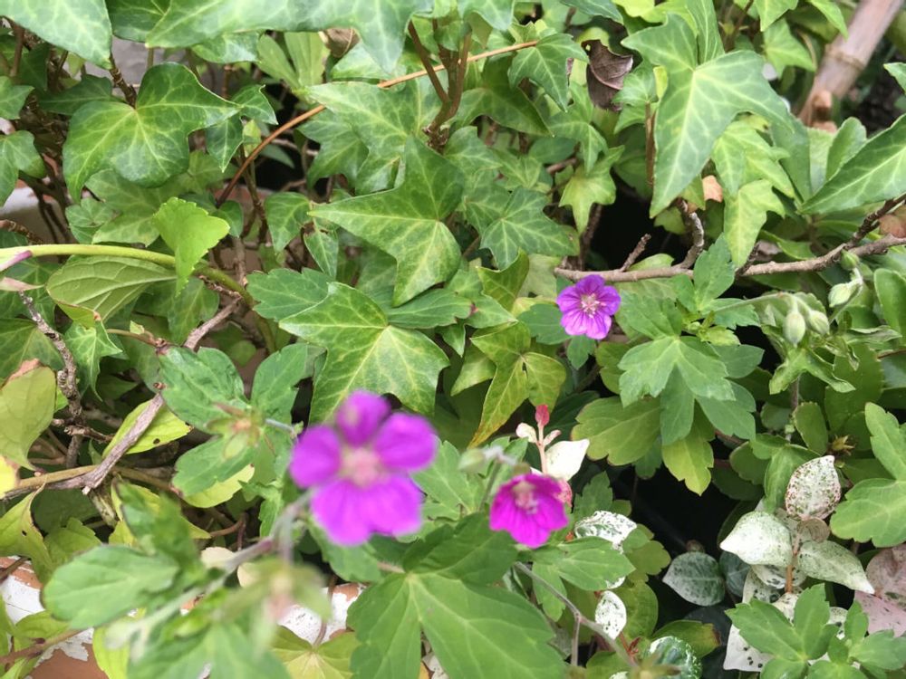 アイビー(ヘデラ)